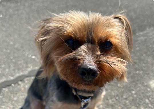 ツユ（ヨークシャーテリア・♂）