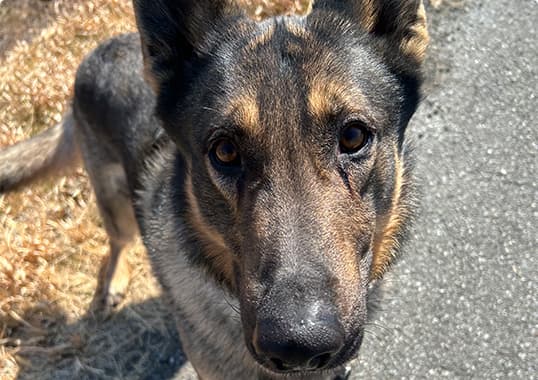 テディ（ジャーマン・シェパード・♂）